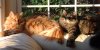 morning friends 2.jpg