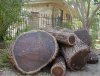 mesquite1.jpg