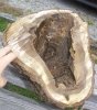 walnutburl1b.jpg