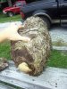 walnutburl1c.jpg