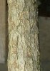unknownburl.jpg