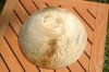 curlyspalted_maple_1810.jpg