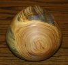 silver_poplar4_2279.jpg