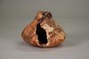 punkyspaltedmapleform02.jpg