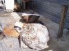 100_0272 burl.jpg