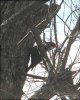 Love-Bird.jpg