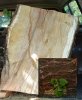 Mystery wood 2.jpg