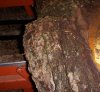 Burl 006s.JPG