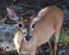 Spike,Tami's 07 Fawn.JPG