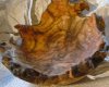 popple burl.JPG