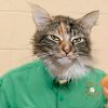 geraldcat.jpg