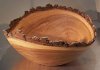 Siberian Elm.jpg