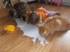 SpilledMilk.jpg