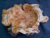 Willow burl.jpg