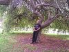 Hawthorn tree.jpg
