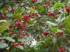 Hawthorn fruit.jpg