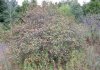 Hawthorn.jpg