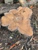 Hawthorn - 1.jpg
