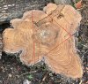 Hawthorn cuts.jpg