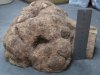 burl-side.jpg