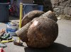 DSC01291.jpg