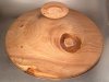 Large Elm.jpg