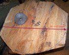 20" Sycamore.jpg