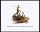 Tied fly..jpg