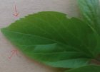 hackberry-leaf.jpg