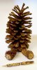 Pine Cone Pen.JPG