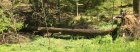 Tree22.jpg