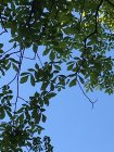 Leaves.JPG