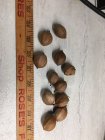 Nuts.JPG