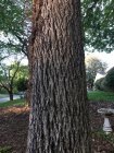 Trunk.JPG