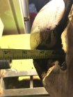 IMG-1921.jpg