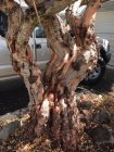 myrtle trunk.jpeg