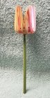 Box Elder Tulip.jpg Box Elder Tulip.jpg