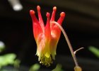 Red Columbine.JPG