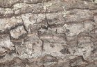 oakreddown1c.jpg