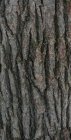 oakredstanding1c.jpg