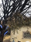 burnt tree - 1.jpeg