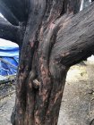 burnt tree - 2.jpeg
