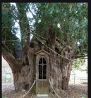 French old large Yew tree.jpg
