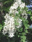 Black Locust flowers.jpg