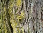 Black Locust tree bark.jpg