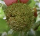 Sycamore has single seedballs.jpg
