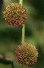 London Plane tre.jpg