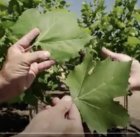 Left Sycamore, right London Plane tree.jpg