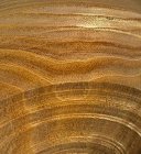 Unknown wood.jpg