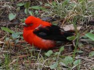 DSC00107.JPG